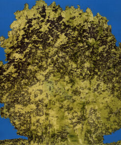 1978<br>pittura industriale, smalto alla anilina, fotografia emulsionata su tela<br>cm 60x60