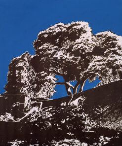 1978<br>pittura industriale, negativo fotografico emulsionato su tela<br>cm 55x60