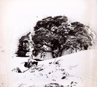 1978<br>pittura industriale, negativo fotografico emulsionato su tela<br>cm 55x60