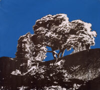 1978<br>Paesaggio a Villa Borghese<br>pittura industriale, negativo fotografico emulsionato su tela<br>cm 55x60