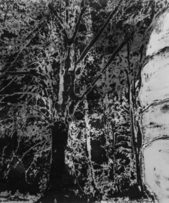 1978<br>pittura industriale, smalto alla anilina, negativo fotografico emulsionato su tela<br>cm 50x60