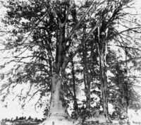 1978<br>pittura industriale, smalto alla anilina, fotografia emulsionata su tela<br>cm 50x60