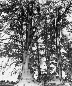 1978<br>pittura industriale, smalto alla anilina, fotografia emulsionata su tela<br>cm 50x60