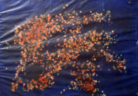 1984<br> tempera, coriandoli su tela, cellophane<br> cm 50x70